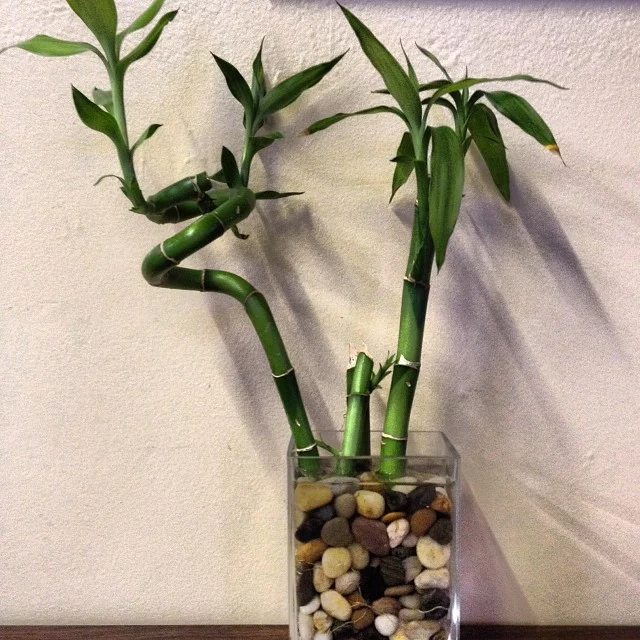Lucky Bamboo Plant in a glass water pot with stones 