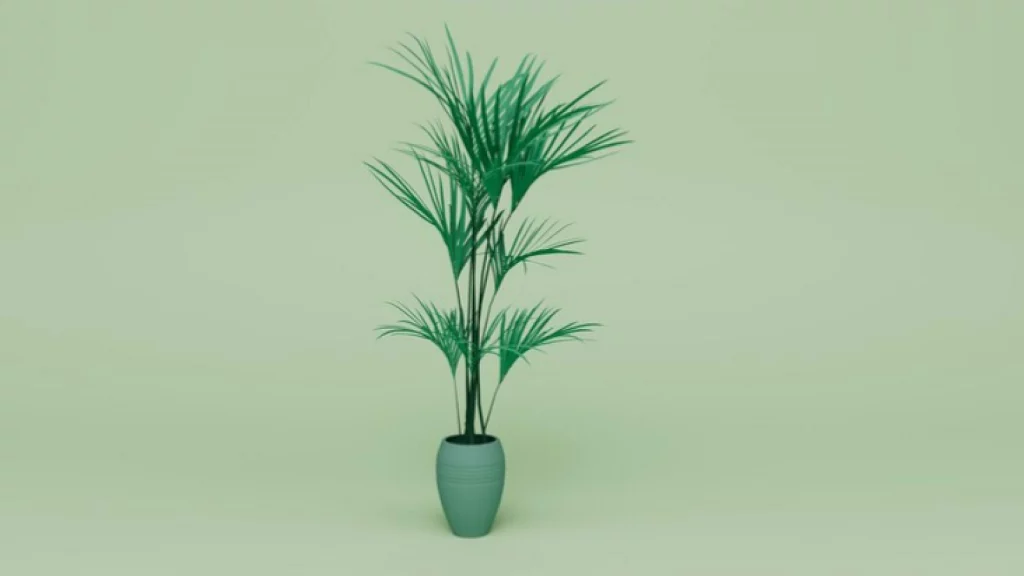 Areca Palm in a sea green pot