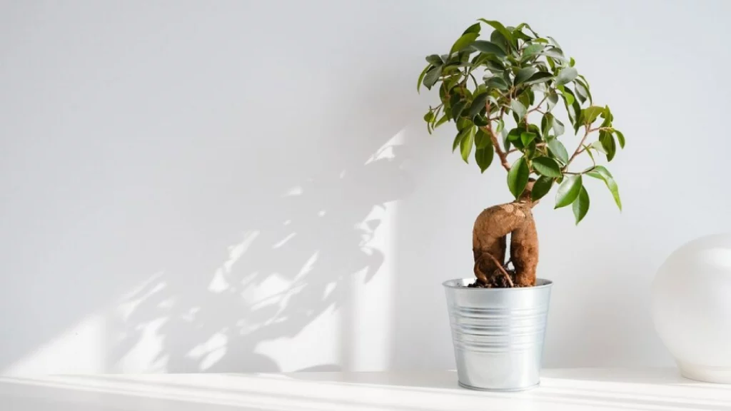 Ficus Ginseng Plant in a white pot