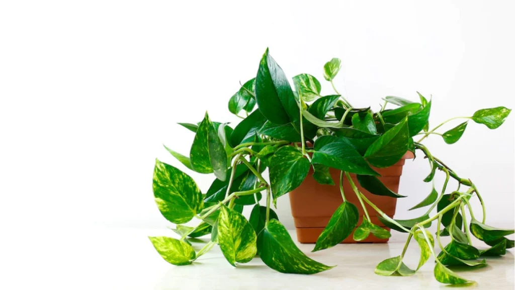 Golden Pothos Plant in a brown pot