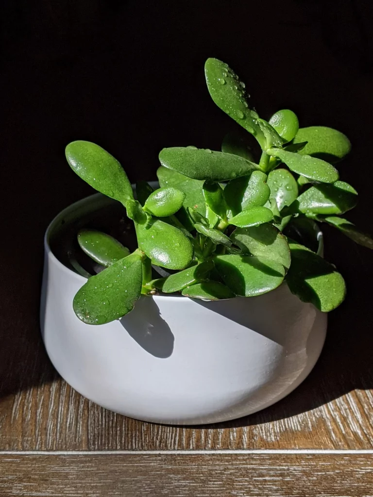 Jade Plant in a White Pot