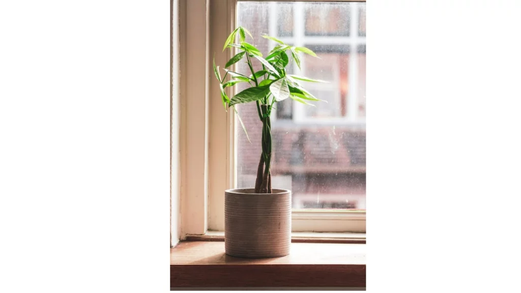 Money Tree placed near a window