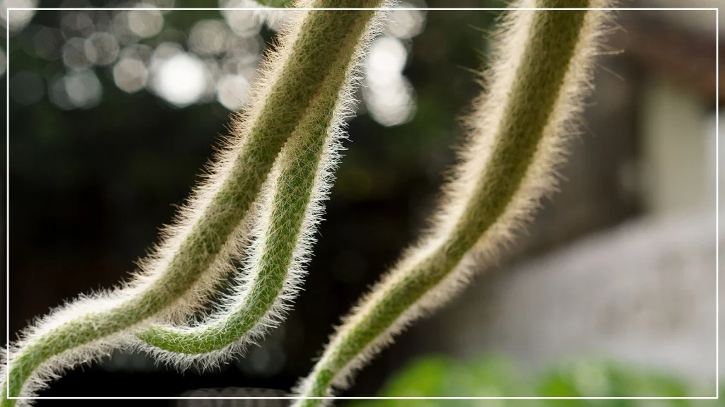 hanging cactus