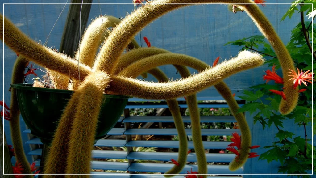 Monkey tail cactus