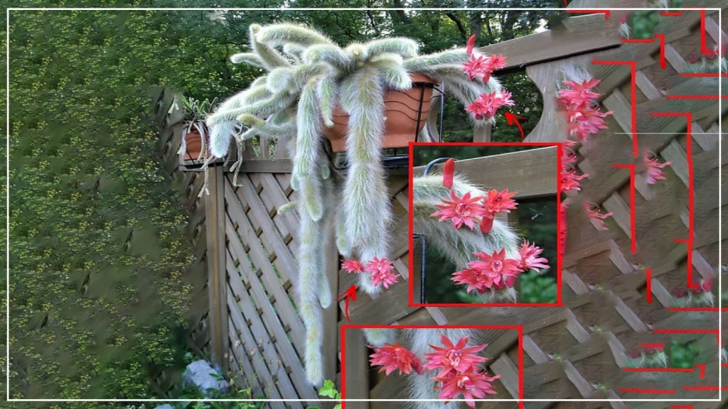 Monkey tail cactus with flowers