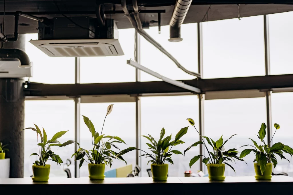 Peace Lily Plants placed in a row in an office near a glass window