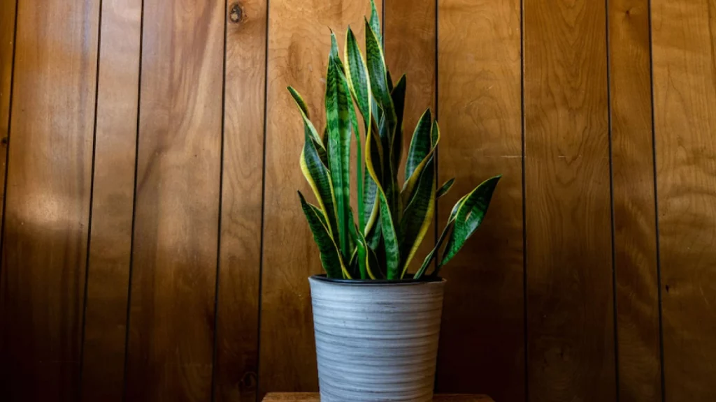 Snake Plant in a white colored pot