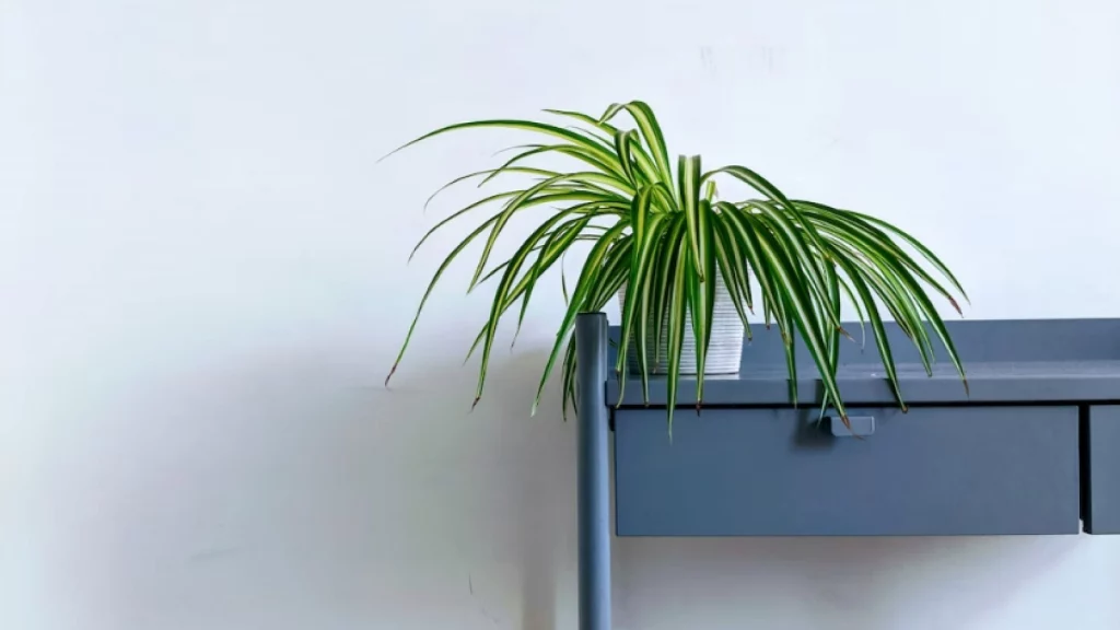Spider Plant in a white pot