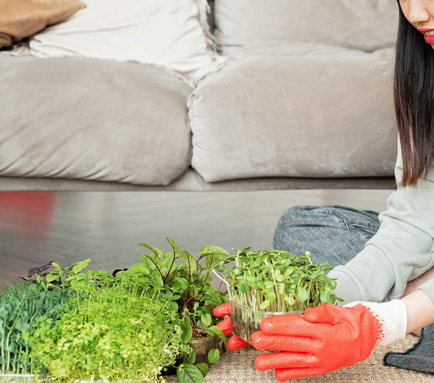 Harvesting microgreens at home