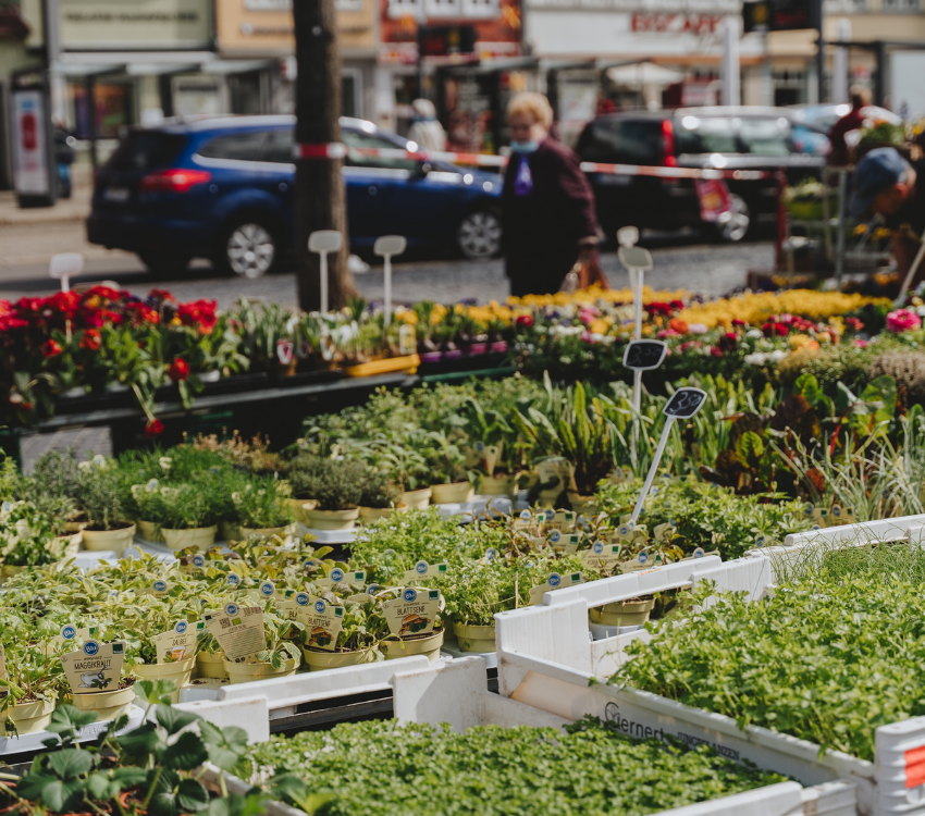 Farmers' market selling microgreens