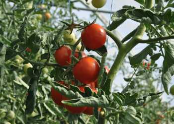 Tomato Leaves Turning Yellow