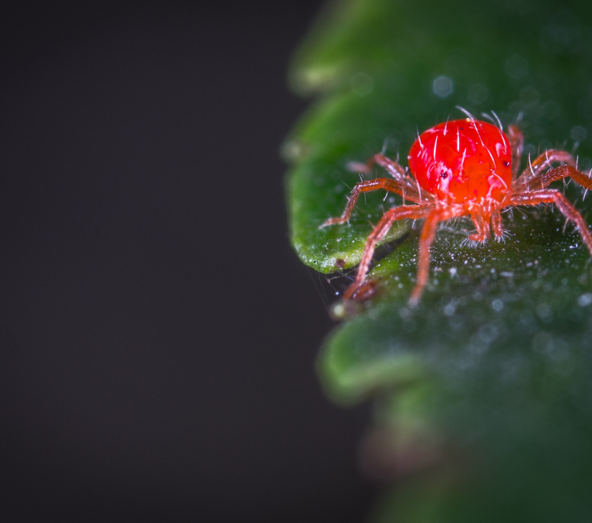 spider mites on the plant