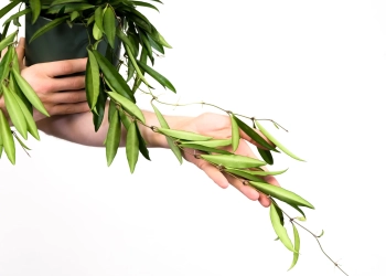Green plant in hands