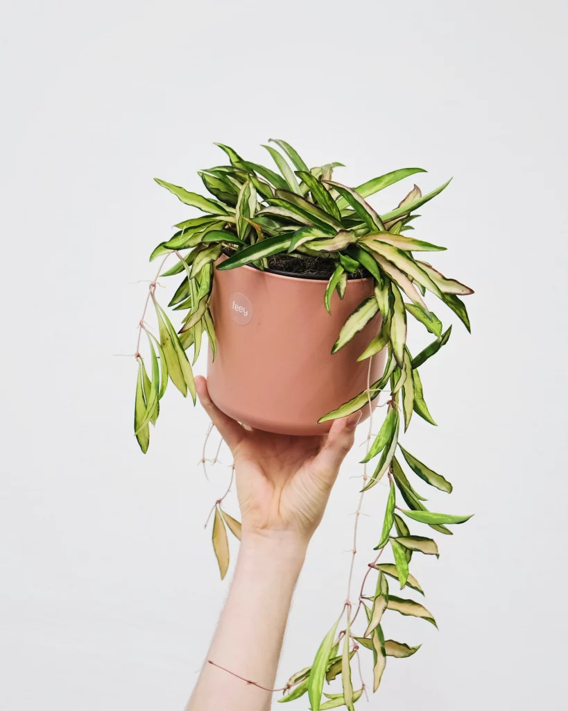 Green leafy plant in hands