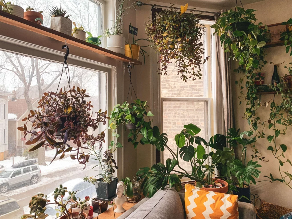 Indoor plants