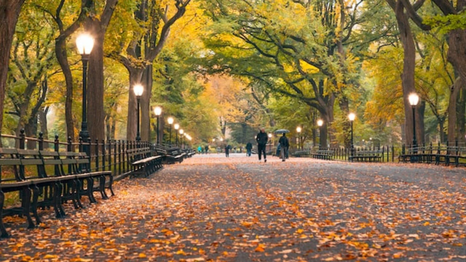 An image of the Central Park in Autumn. 