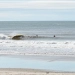 People surfing amongst the waves on a NY beach.