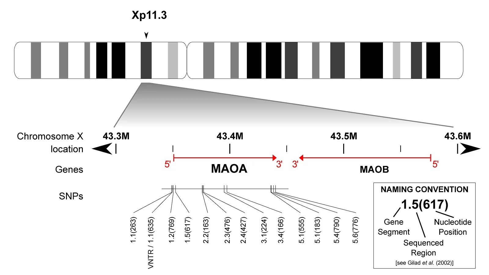 Scientific structure of the MAOA gene. 