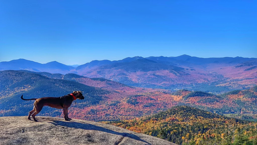 A dog enjoying the view from White face Mountain trail.