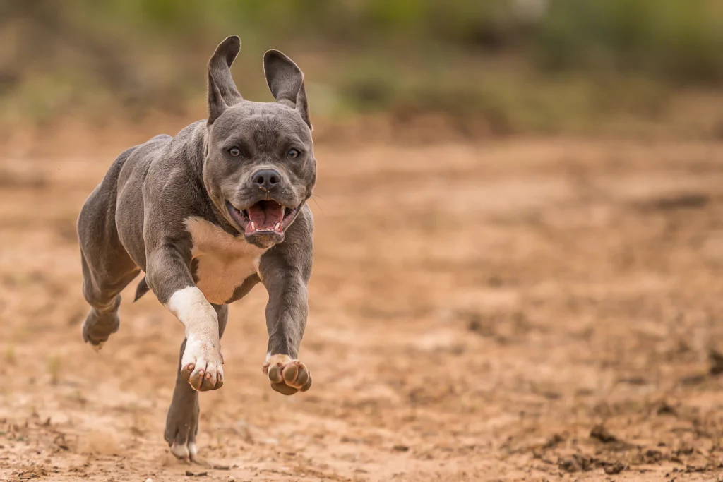 brown pittbull running