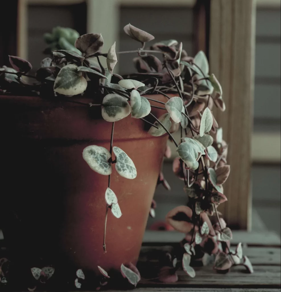Heart shaped leaves hanging out of a pot
