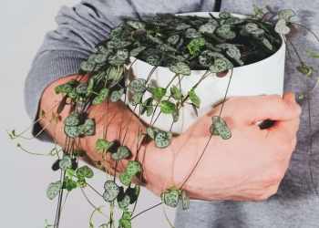 String of hearts in a pot