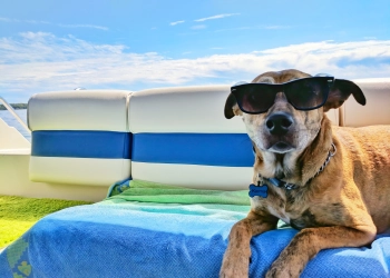 Brown dog wearing shades