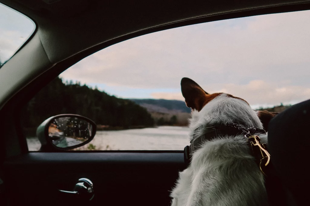 Dog inside a car