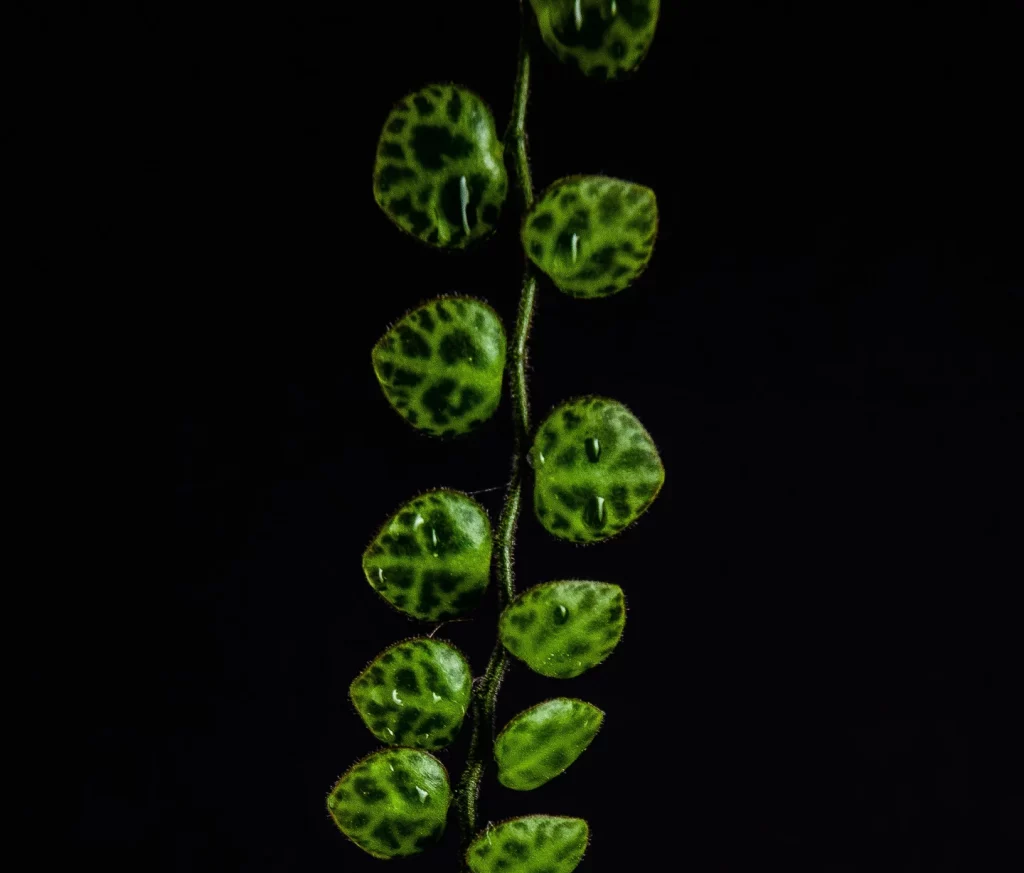 String of turtles