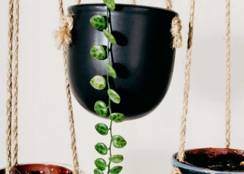 Vine hanging from pot
