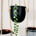 Vine hanging from pot